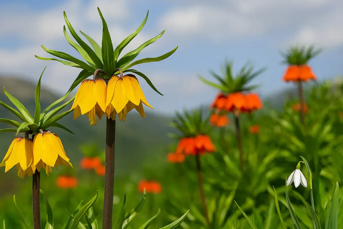 Türkiye Florasının Zenginliği: Endemik Bitkiler